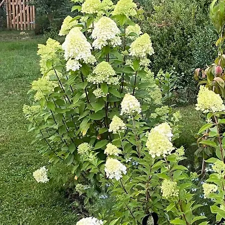 Alloggio in famiglia 54 *